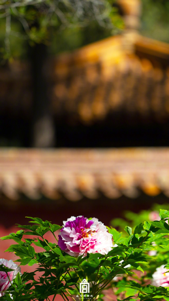 
上海儿童医院黄牛代挂号电话票贩子号贩子网上预约挂号,住院检查加快,春节遇上“国色天香” 看看年宵花里的“中式美学”