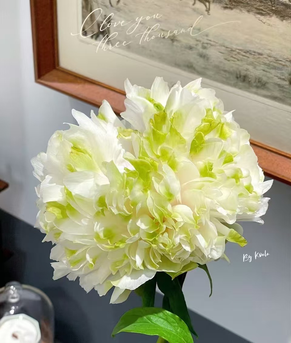 
上海儿童医院黄牛代挂号电话票贩子号贩子网上预约挂号,住院检查加快,春节遇上“国色天香” 看看年宵花里的“中式美学”