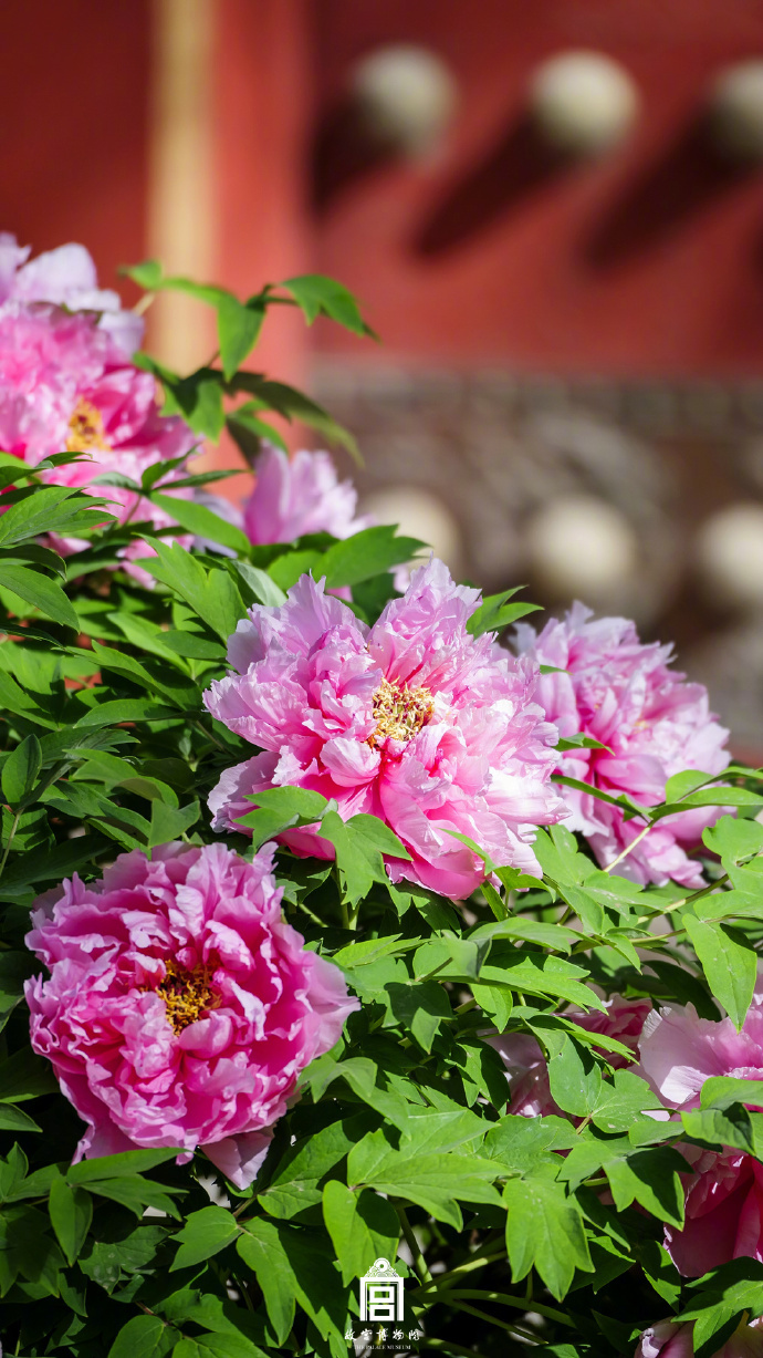 
上海儿童医院黄牛代挂号电话票贩子号贩子网上预约挂号,住院检查加快,春节遇上“国色天香” 看看年宵花里的“中式美学”