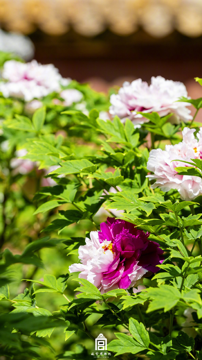 
上海儿童医院黄牛代挂号电话票贩子号贩子网上预约挂号,住院检查加快,春节遇上“国色天香” 看看年宵花里的“中式美学”