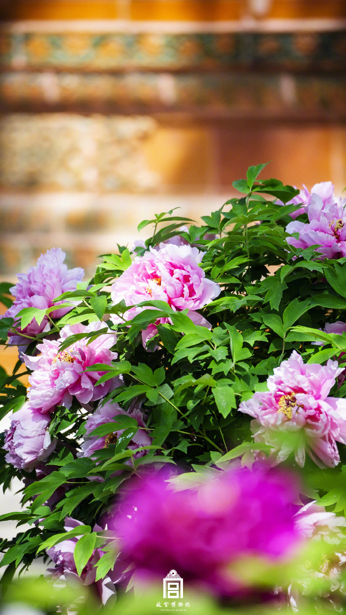 
上海儿童医院黄牛代挂号电话票贩子号贩子网上预约挂号,住院检查加快,春节遇上“国色天香” 看看年宵花里的“中式美学”