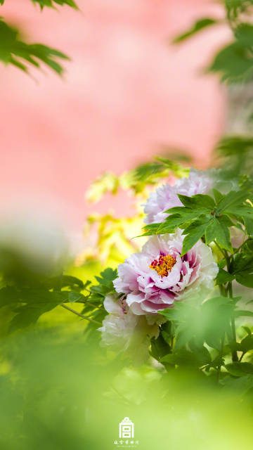 
上海儿童医院黄牛代挂号电话票贩子号贩子网上预约挂号,住院检查加快,春节遇上“国色天香” 看看年宵花里的“中式美学”