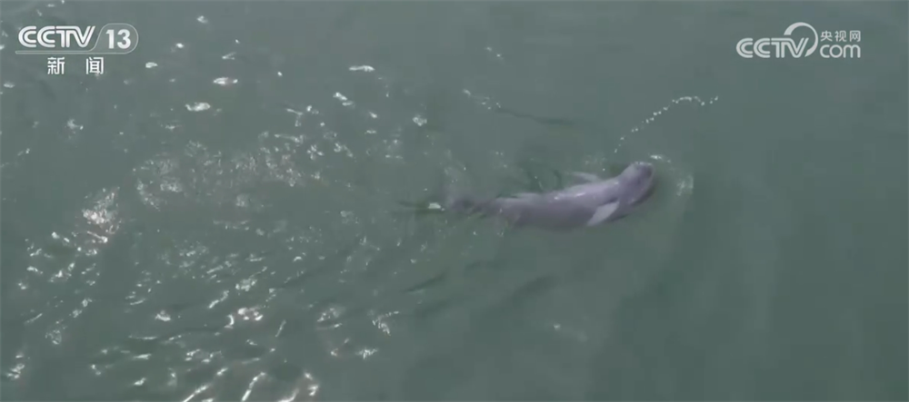 
北京广安门中医院黄牛代挂号电话票贩子号贩子网上预约挂号,住院检查加快,透过数字看2024年我国长江禁渔取得重要阶段性成效 生物多样性恢复向好