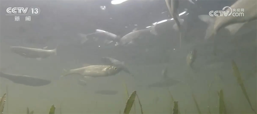 
北京广安门中医院黄牛代挂号电话票贩子号贩子网上预约挂号,住院检查加快,透过数字看2024年我国长江禁渔取得重要阶段性成效 生物多样性恢复向好