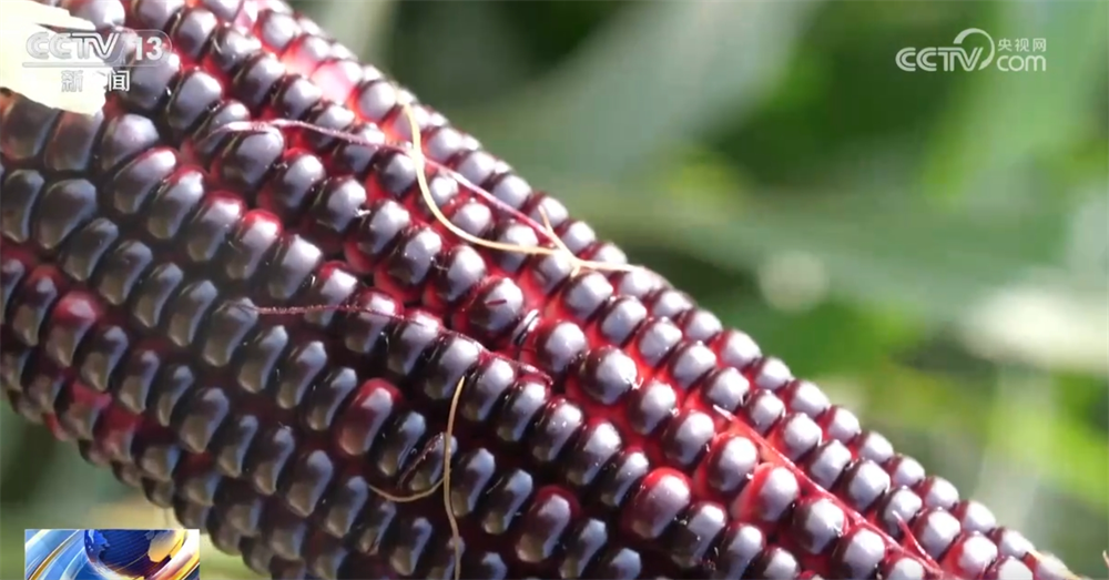 首都医科大学附属儿童医院黄牛代挂号电话票贩子号贩子网上预约挂号,住院检查加快,保障“米袋子”“菜篮子”物丰价稳 多部门做到精细入微、“新”中有“数”