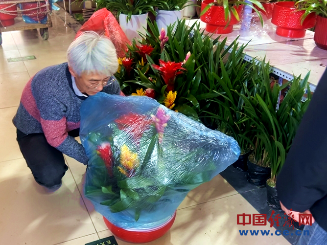 
江苏省中医院黄牛代挂号电话票贩子号贩子网上预约挂号,住院检查加快,【新春走基层】花卉市场年味浓 年宵花经济火出圈