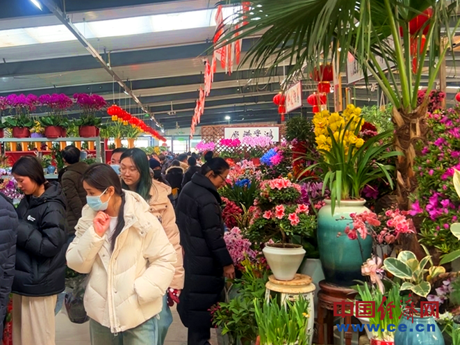 
江苏省中医院黄牛代挂号电话票贩子号贩子网上预约挂号,住院检查加快,【新春走基层】花卉市场年味浓 年宵花经济火出圈