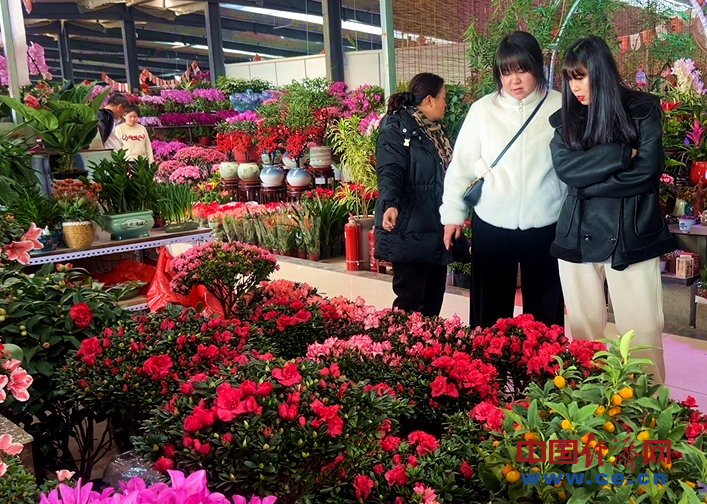 
江苏省中医院黄牛代挂号电话票贩子号贩子网上预约挂号,住院检查加快,【新春走基层】花卉市场年味浓 年宵花经济火出圈