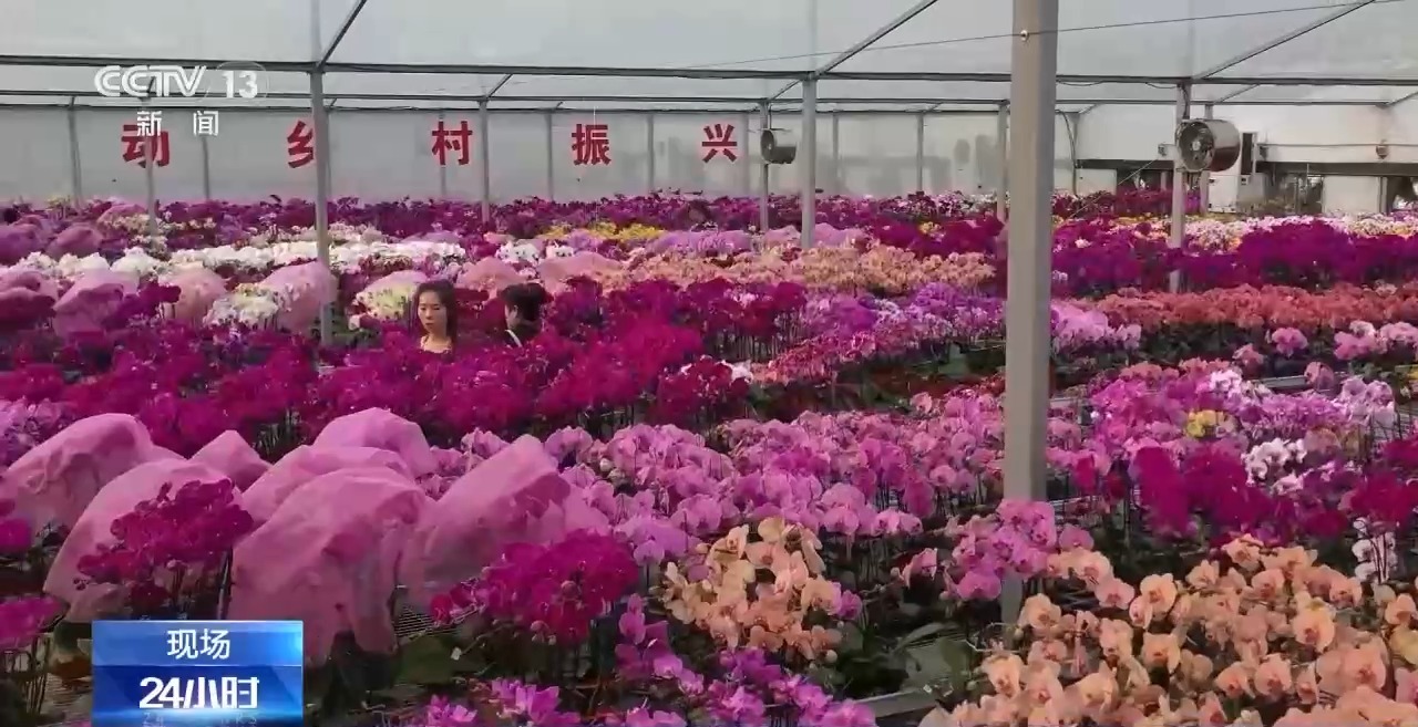 
中国中医科学院眼科医院黄牛代挂号电话票贩子号贩子网上预约挂号,住院检查加快,春节“氛围担当”登场 年宵花销售迎来旺季