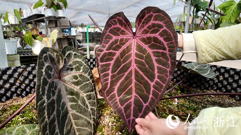 
北京大学第三医院黄牛代挂号电话票贩子号贩子网上预约挂号,住院检查加快,新春走基层丨“一片叶子”卖出千万元