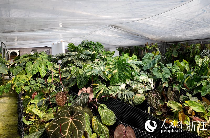 
北京大学第三医院黄牛代挂号电话票贩子号贩子网上预约挂号,住院检查加快,新春走基层丨“一片叶子”卖出千万元