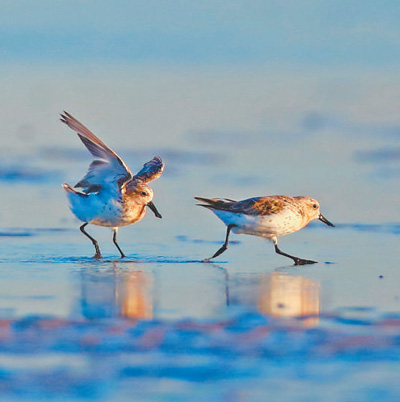 
浙江第一医院黄牛代挂号电话票贩子号贩子网上预约挂号,住院检查加快,跟着候鸟来 带着文创走（美丽中国·不一样的生态游③）
