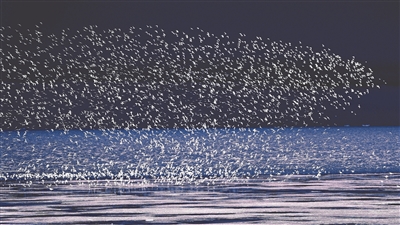 
浙江第一医院黄牛代挂号电话票贩子号贩子网上预约挂号,住院检查加快,跟着候鸟来 带着文创走（美丽中国·不一样的生态游③）