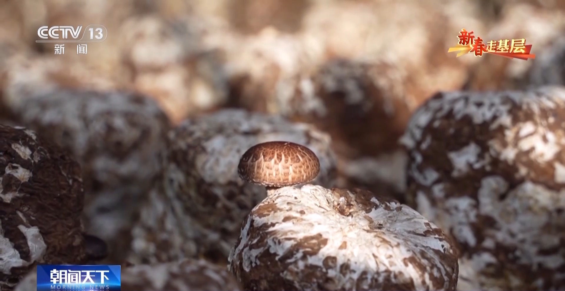 
杭州各大医院黄牛代挂号电话票贩子号贩子网上预约挂号,住院检查加快,新春走基层丨遭受重创→焕发生机 来看养马甸子乡香菇宝宝的重生日记