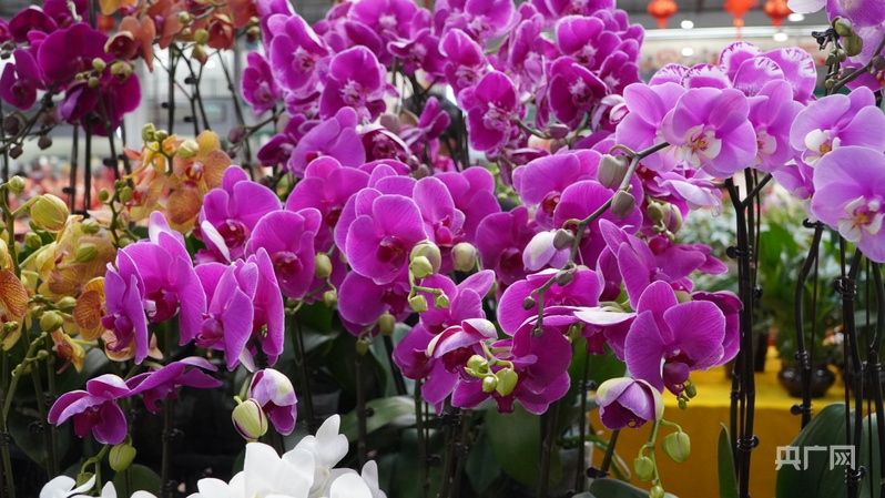 
北京安定医院黄牛代挂号电话票贩子号贩子网上预约挂号,住院检查加快,大市场看中国年 | 云南：斗南花卉购销两旺 满城皆是“年味”香