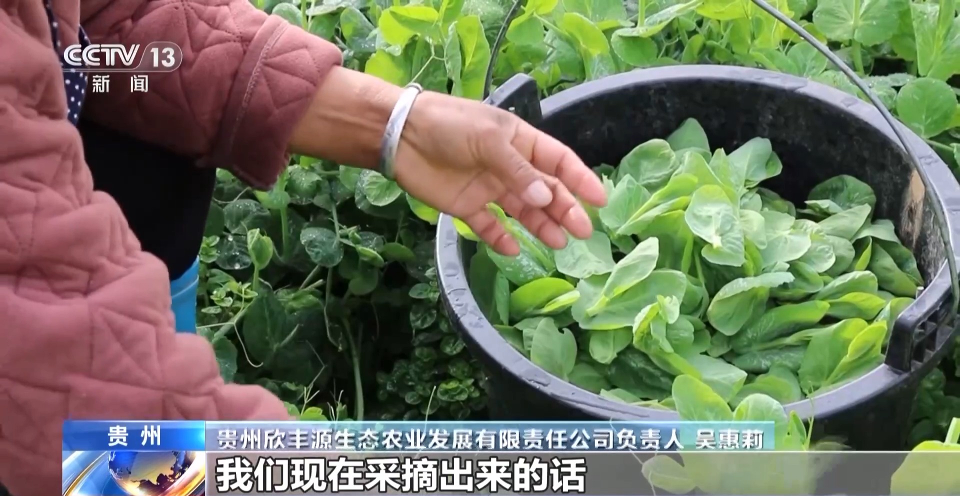 
北京西苑医院黄牛代挂号电话票贩子号贩子网上预约挂号,住院检查加快,过年菜篮子“水灵灵” 大山里“豆贝”和沙漠里蔬菜都上线了