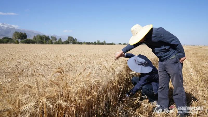 
广州中医药大学一附医院黄牛代挂号电话票贩子号贩子网上预约挂号,住院检查加快,再这样下去，新疆就成“鱼米之乡”了！