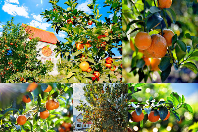 
北京各大医院黄牛代挂号电话票贩子号贩子网上预约挂号,住院检查加快,文化中国行·小寒｜春山可望，静候新岁