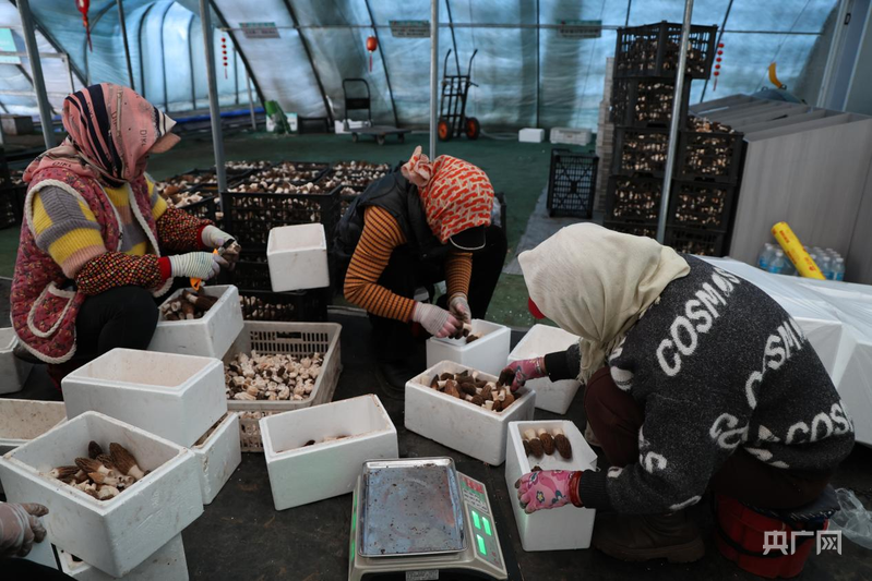 成都华西医院黄牛代挂号电话票贩子号贩子网上预约挂号,住院检查加快,高质量发展看中国|打破季节限制壁垒,实现农业生产的时空转换