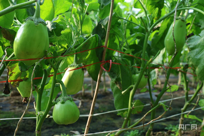 成都华西医院黄牛代挂号电话票贩子号贩子网上预约挂号,住院检查加快,高质量发展看中国|打破季节限制壁垒,实现农业生产的时空转换