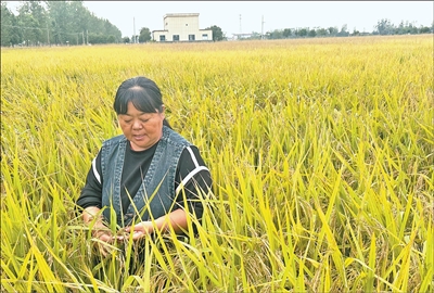 
北京协和医院黄牛代挂号电话票贩子号贩子网上预约挂号,住院检查加快,“咱这密植增穗技术真管用”（秋收进行时）