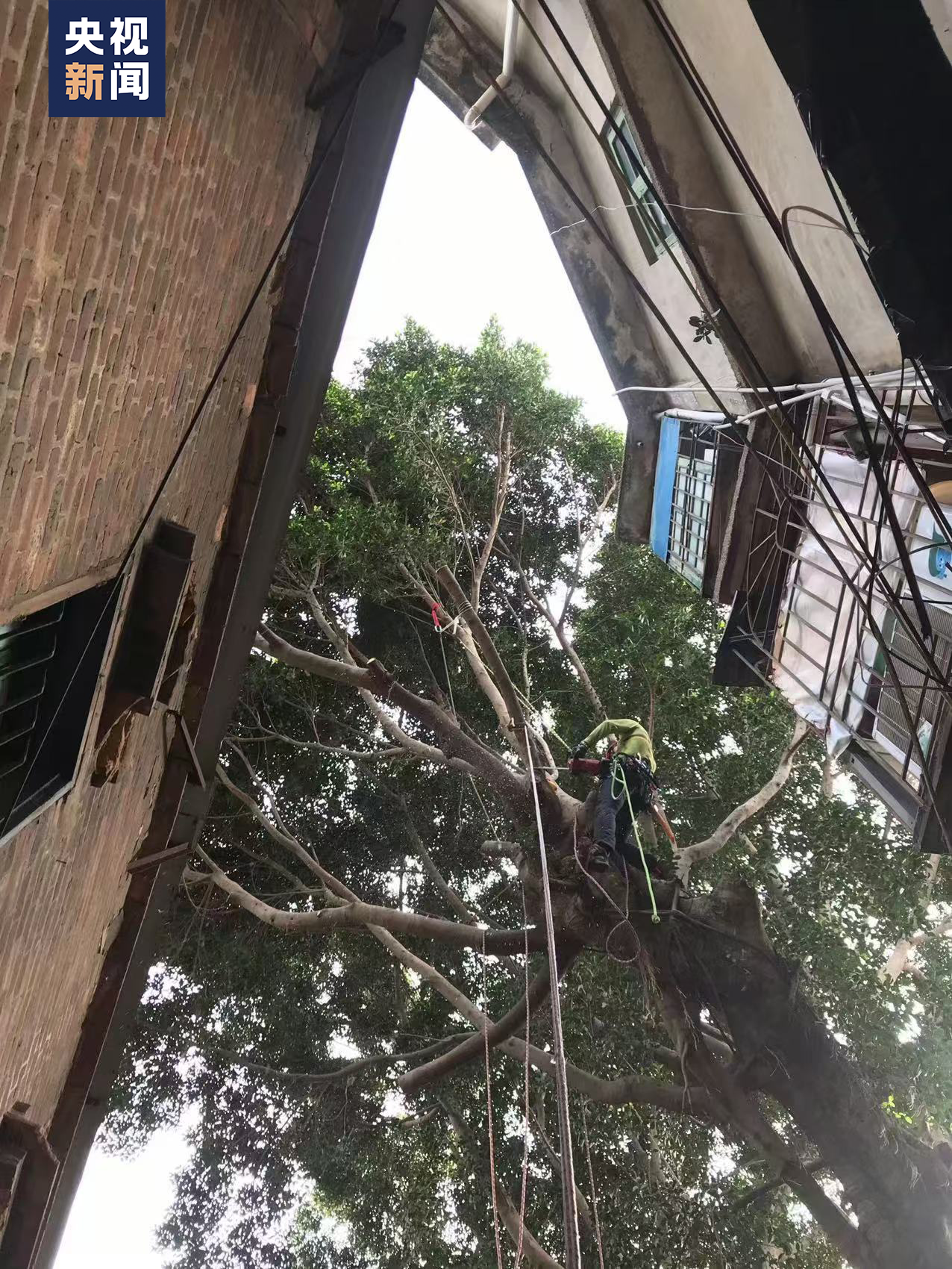 
江苏省中医院黄牛代挂号电话票贩子号贩子网上预约挂号,住院检查加快,青春华章丨“爬树”也能修学分？这所高校的“攀树课”一课难求！