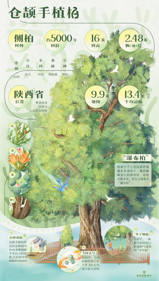 
北京301医院黄牛代挂号电话票贩子号贩子网上预约挂号,住院检查加快,千年古柏，文化价值代代传（和古树做朋友）