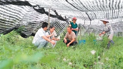 
天津各大医院黄牛代挂号电话票贩子号贩子网上预约挂号,住院检查加快,种植竹荪（侨乡新貌）