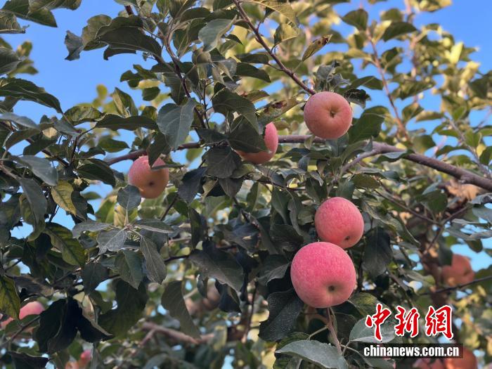 
代挂姜玉武的号黄牛代挂号电话票贩子号贩子网上预约挂号,住院检查加快,三代坚守，柯柯牙如何让荒漠变“金山”？