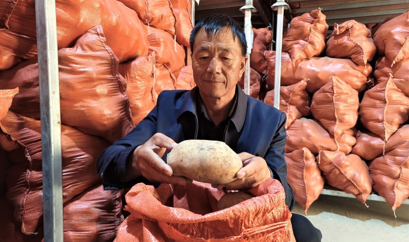 
上海儿童医学中心黄牛代挂号电话票贩子号贩子网上预约挂号,住院检查加快,谁是金秋丰收王⑮|“土豆书记”咋把土豆变成“金蛋蛋”