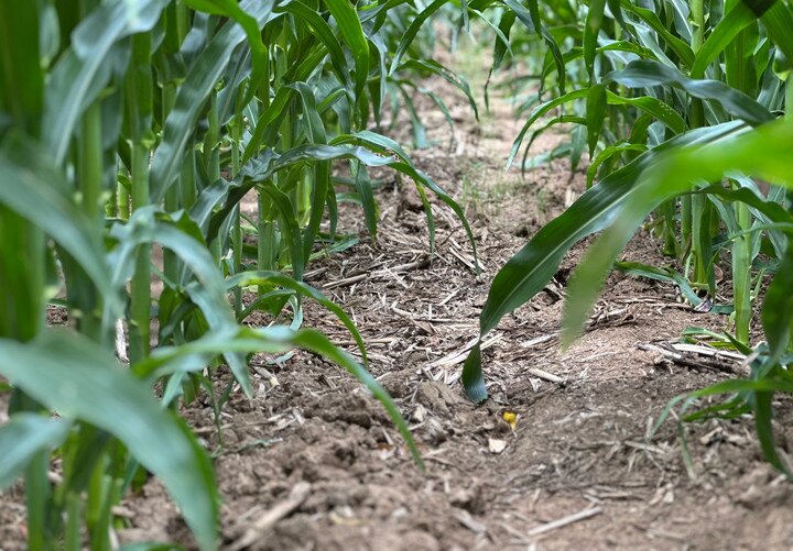 
浙江第二医院黄牛代挂号电话票贩子号贩子网上预约挂号,住院检查加快,理响中国｜1.4万亿斤的跨越