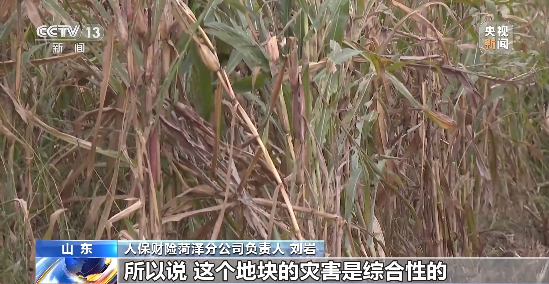 
杭州市人民医院黄牛代挂号电话票贩子号贩子网上预约挂号,住院检查加快,遭遇连阴雨如何保收？总台记者直击秋粮抢收一线
