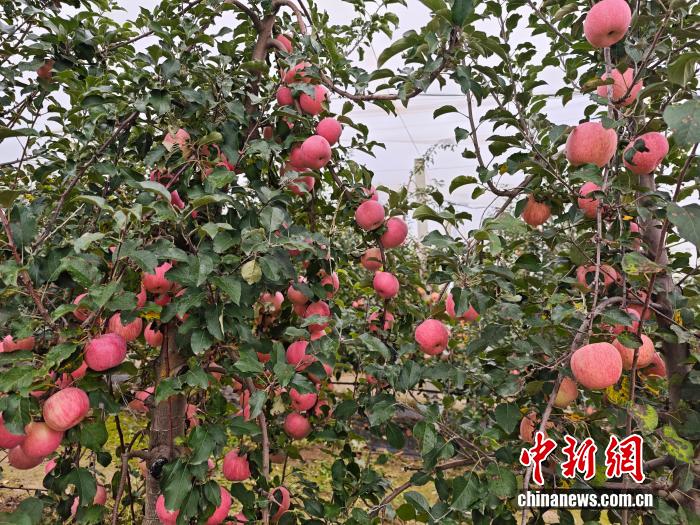 
中山大学孙逸仙纪念医院黄牛代挂号电话票贩子号贩子网上预约挂号,住院检查加快,好评中国｜延安金秋果满枝 “小苹果”映出振兴“大文章”