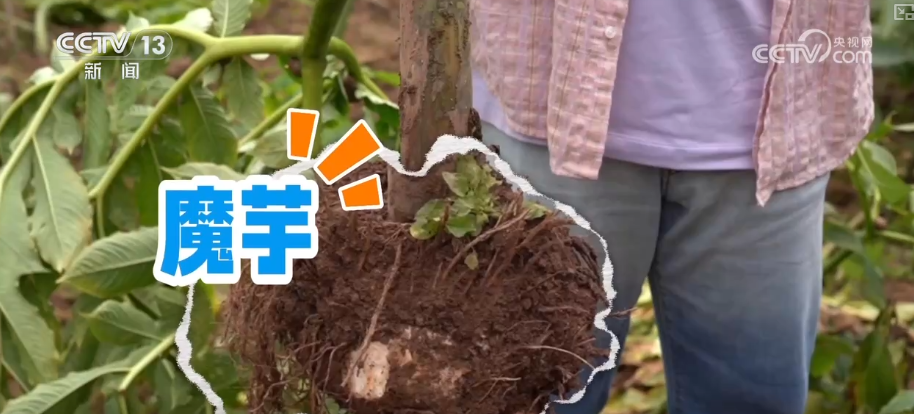 
上海肺科医院黄牛代挂号电话票贩子号贩子网上预约挂号,住院检查加快,“土疙瘩”在创新中华丽转身为“中国新特产” 滋味千年幻化身形行销世界
