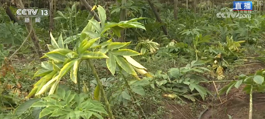 
上海肺科医院黄牛代挂号电话票贩子号贩子网上预约挂号,住院检查加快,“土疙瘩”在创新中华丽转身为“中国新特产” 滋味千年幻化身形行销世界