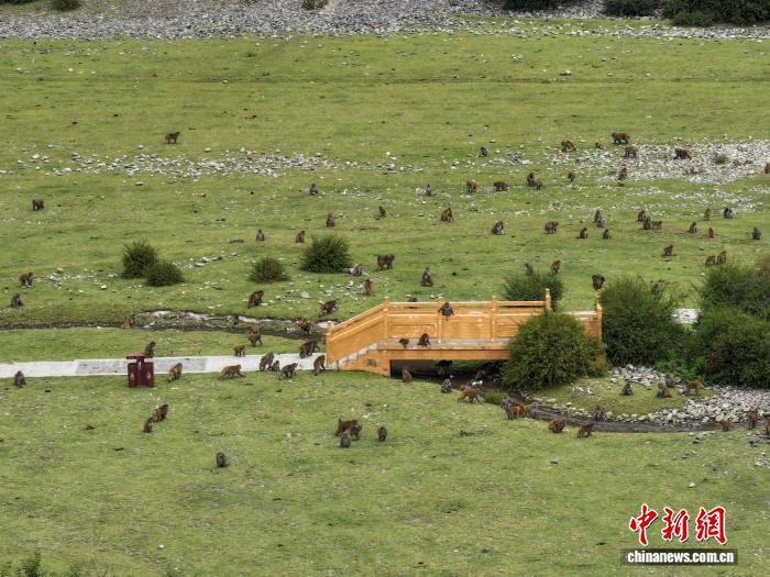 
北京大学第三医院黄牛代挂号电话票贩子号贩子网上预约挂号,住院检查加快,西藏林芝：国庆首日藏猕猴栖息地迎客来