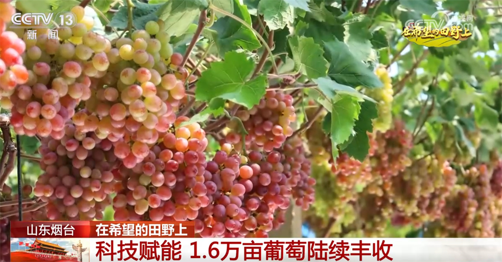 
北大第一医院黄牛代挂号电话票贩子号贩子网上预约挂号,住院检查加快,良机良技良法护航秋日“丰”景 “科技+”为乡村产业振兴注入鲜活动能