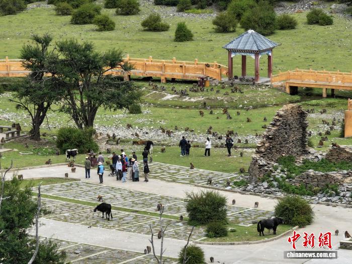 
北京大学第三医院黄牛代挂号电话票贩子号贩子网上预约挂号,住院检查加快,西藏林芝：国庆首日藏猕猴栖息地迎客来