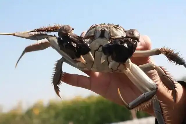 
上海精神卫生中心黄牛代挂号电话票贩子号贩子网上预约挂号,住院检查加快,“农”墨重彩促振兴，天津秀出新“食”力！