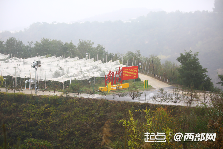 
北京大学第三医院黄牛代挂号电话票贩子号贩子网上预约挂号,住院检查加快,延安苹果今又“红”