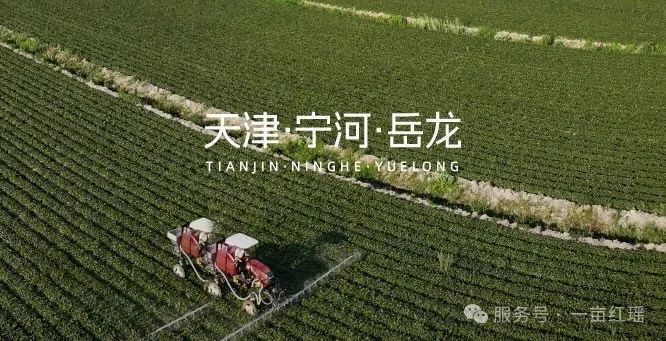 
上海精神卫生中心黄牛代挂号电话票贩子号贩子网上预约挂号,住院检查加快,“农”墨重彩促振兴，天津秀出新“食”力！