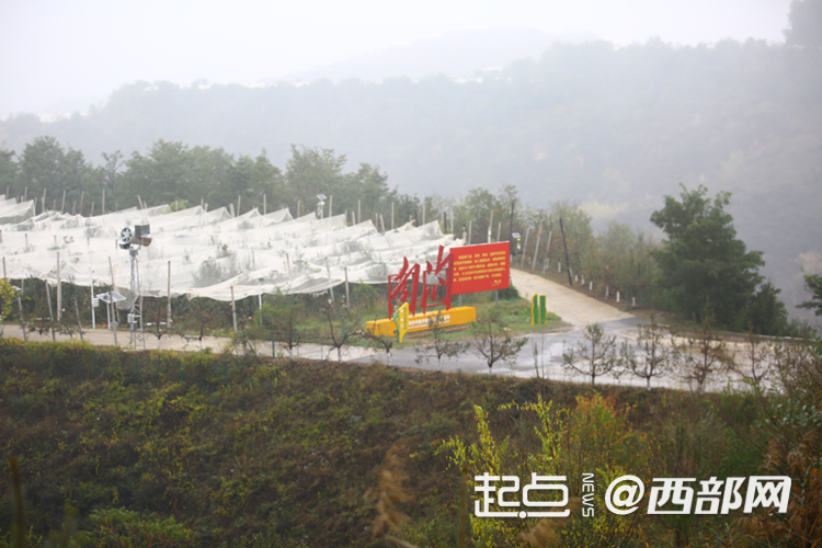 
北京大学第三医院黄牛代挂号电话票贩子号贩子网上预约挂号,住院检查加快,延安市安塞区南沟村：山沟沟里的苹果别样红