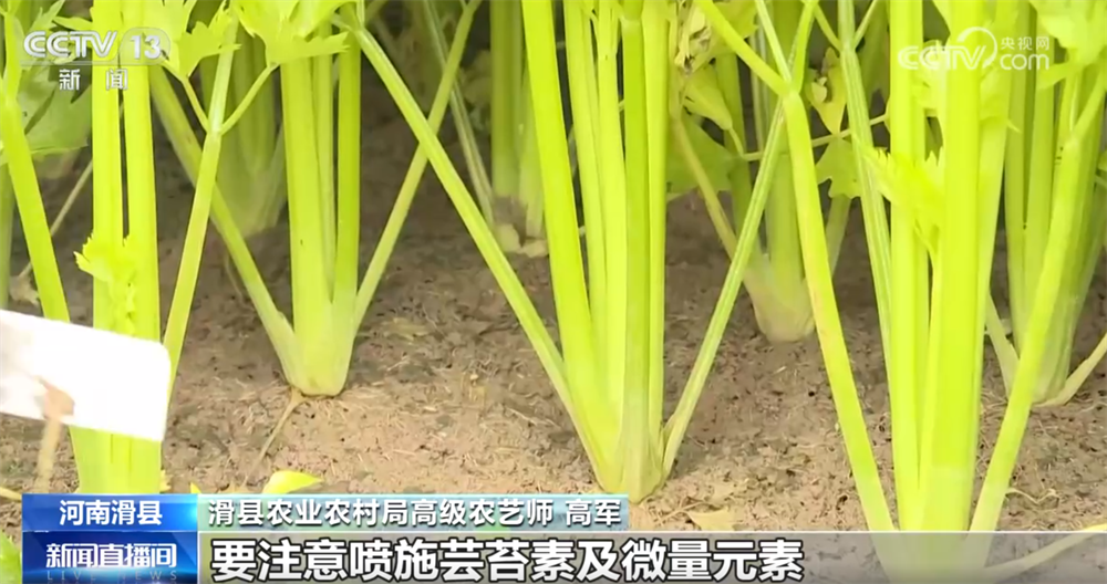 
江苏省中西医结合医院黄牛代挂号电话票贩子号贩子网上预约挂号,住院检查加快,“多点发力”全力保障居民“菜篮子”供应 冬储菜价格亲民受欢迎