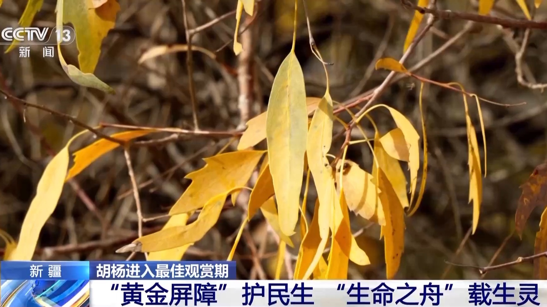
北医六院黄牛代挂号电话票贩子号贩子网上预约挂号,住院检查加快,塔里木河秋日限定 胡杨映水绘就一幅流动油画