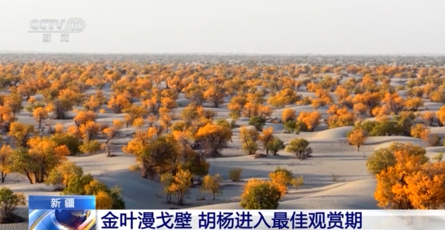 
北医六院黄牛代挂号电话票贩子号贩子网上预约挂号,住院检查加快,塔里木河秋日限定 胡杨映水绘就一幅流动油画