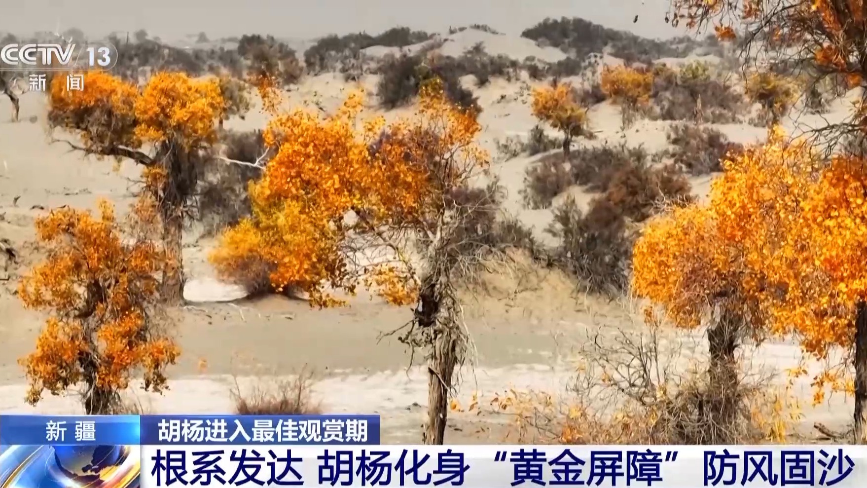 
北医六院黄牛代挂号电话票贩子号贩子网上预约挂号,住院检查加快,塔里木河秋日限定 胡杨映水绘就一幅流动油画
