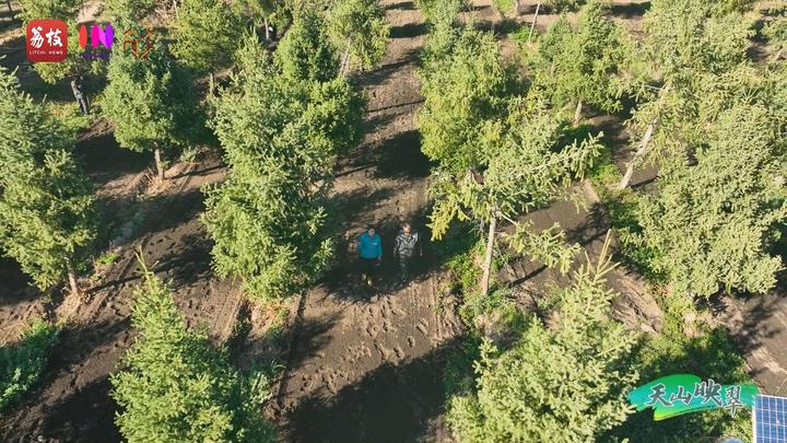 
北大口腔医院黄牛代挂号电话票贩子号贩子网上预约挂号,住院检查加快,“县”在起笔 青绿绘江山丨天山映翠处，云杉碧水共新生