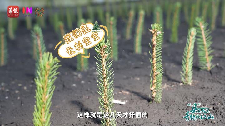 
北大口腔医院黄牛代挂号电话票贩子号贩子网上预约挂号,住院检查加快,“县”在起笔 青绿绘江山丨天山映翠处，云杉碧水共新生