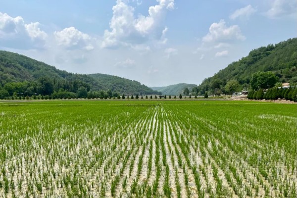 
江苏省人民医院黄牛代挂号电话票贩子号贩子网上预约挂号,住院检查加快,【高质量发展看陕西】喜望稻菽千层浪，“红”“绿”交响南泥湾
