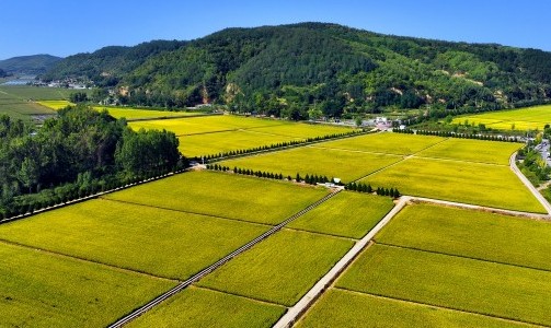 
江苏省人民医院黄牛代挂号电话票贩子号贩子网上预约挂号,住院检查加快,【高质量发展看陕西】喜望稻菽千层浪，“红”“绿”交响南泥湾